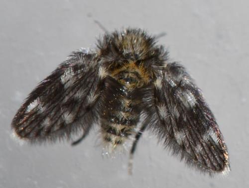 Réf. 339 592 : Pneumia sp.